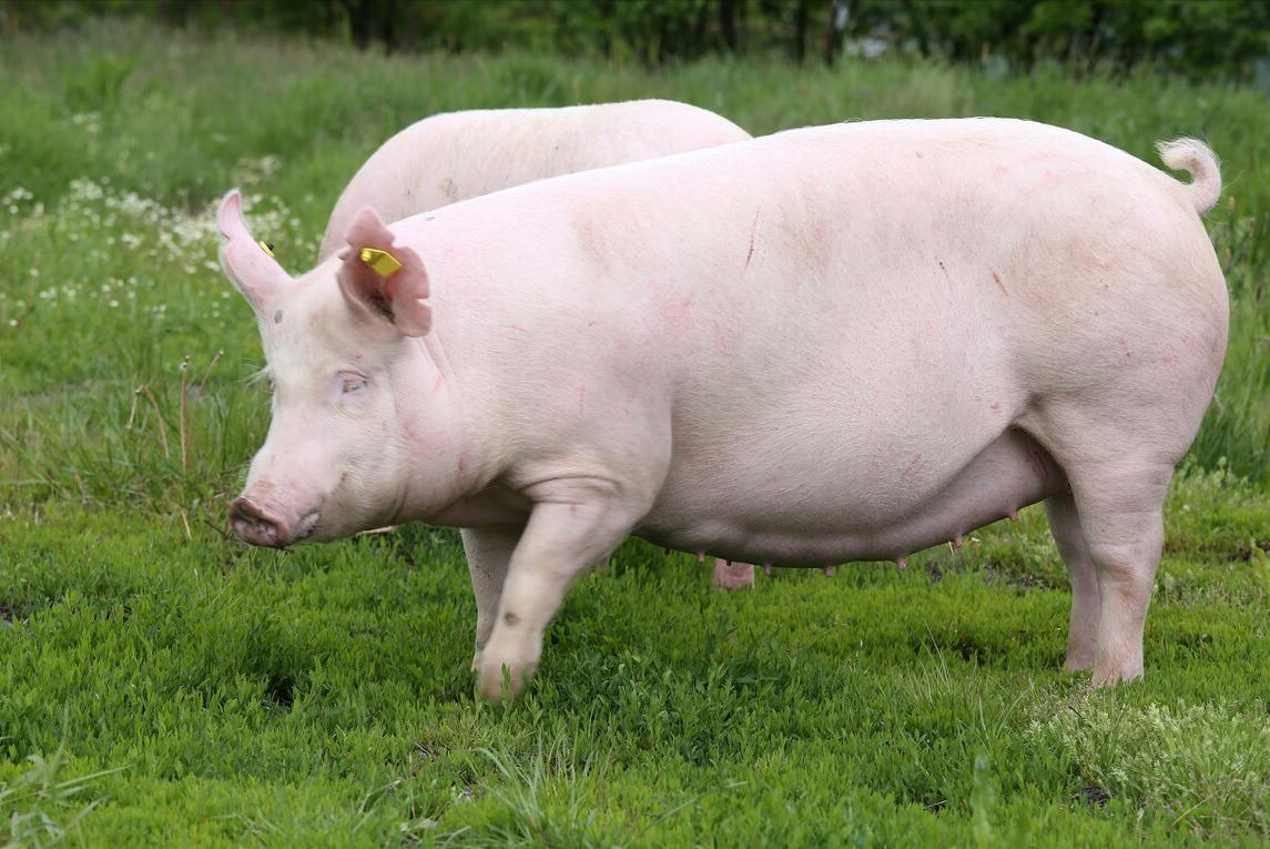 哺乳母猪不吃哺乳料了怎么办,哺乳母猪不吃食怎么办