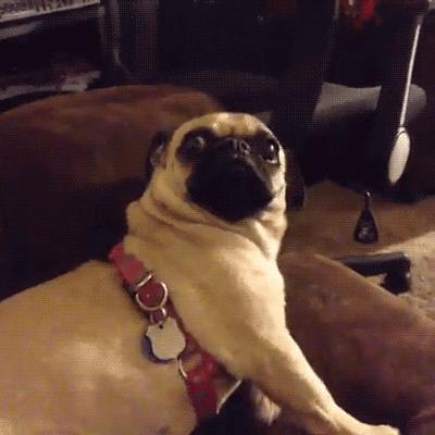 中国的五大知名犬,中国五大名犬