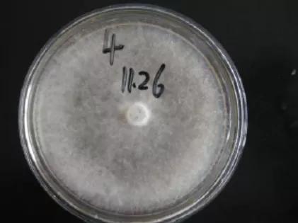 水产养殖霉菌怎么处理,水产养殖杀水霉方法