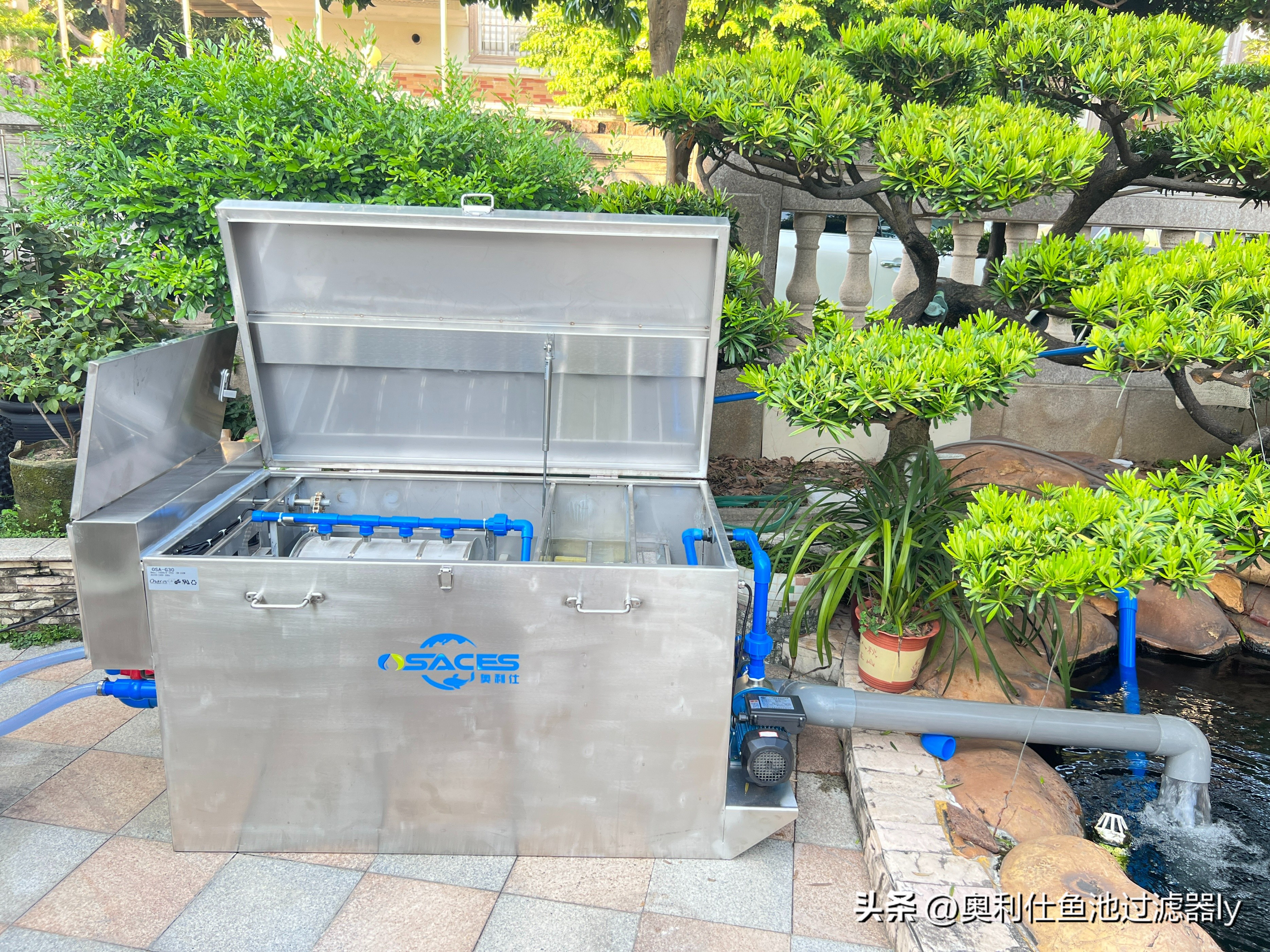 锦鲤鱼缸不喂食可以多久不换水,锦鲤入池三天喂食换水正常吗