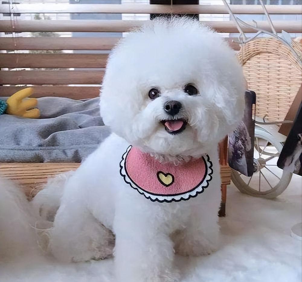 比熊出门就会“吃草”？可能在自救，宠主别傻傻不懂