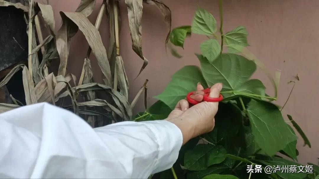 地瓜生长过程中，这三样东西不能留