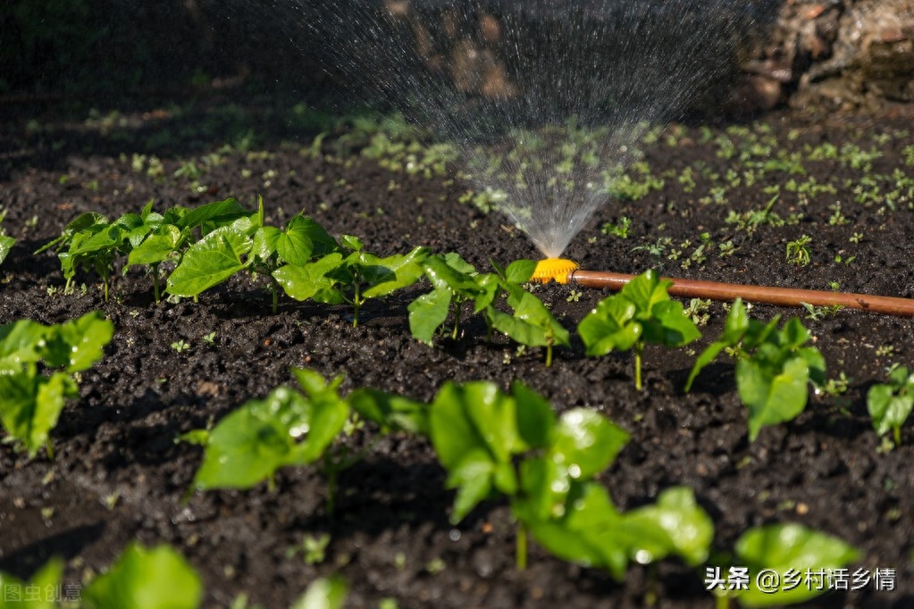 蔬菜有虫子不用打药怎么治,蔬菜生虫子怎么消灭