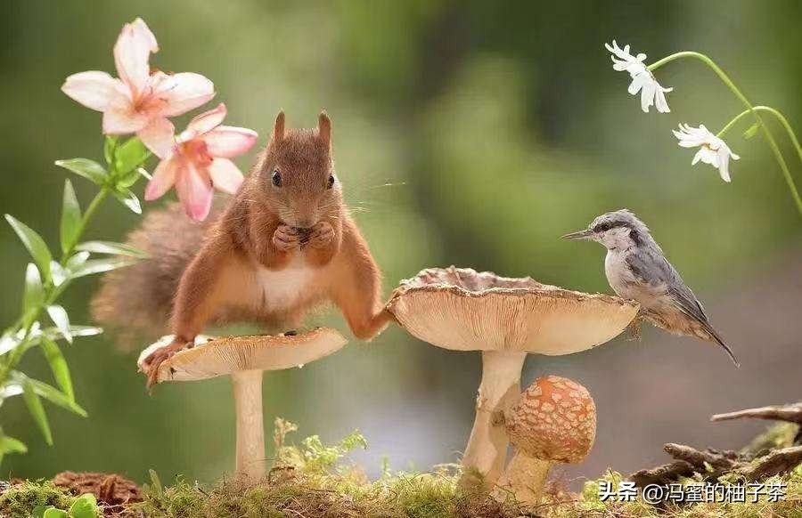 生物多样性的保险价值，在经济学框架中有何意义？