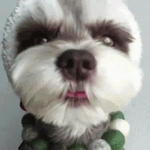 什么狗又便宜又好养适合新手,哪些品种狗比较便宜又好养