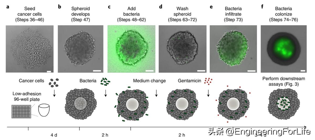 Nature Protocols：3D肿瘤球体内共培养细菌的快速筛选protocol
