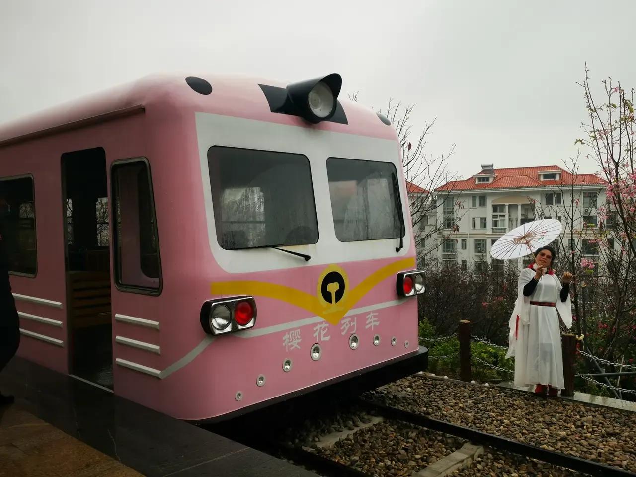 2019年深圳3月哪里的樱花盛开呢,深圳最美樱花在哪里十一月