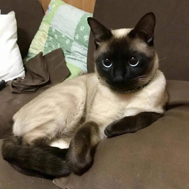 为什么越来越多人喜欢养橘猫,为什么养暹罗猫要有田园猫