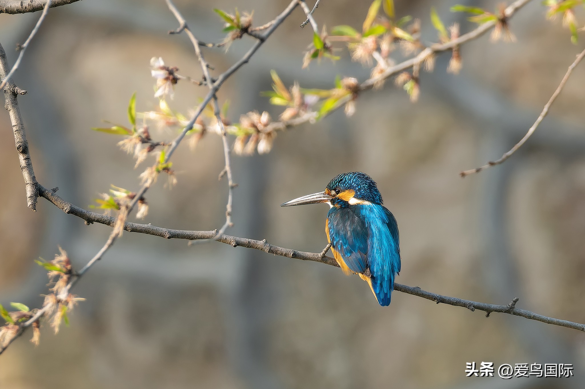 富士xh2s必备镜头,富士x-h2s配人像镜头