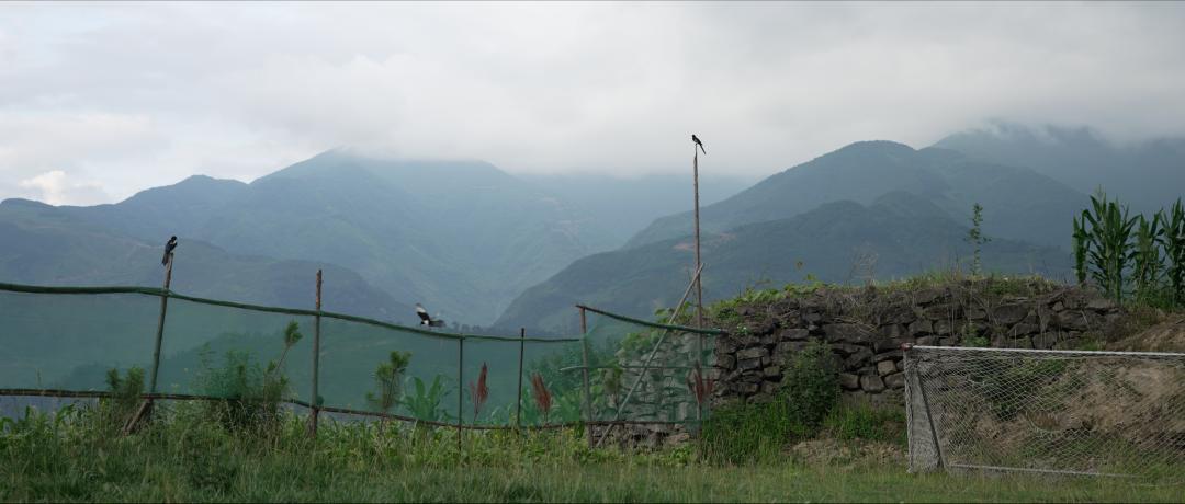 我要把拉马拍成阿甘