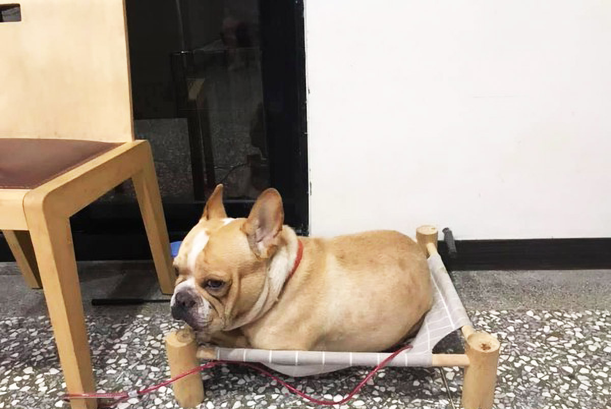 法斗狗的优点和缺点,小法斗的优点缺点