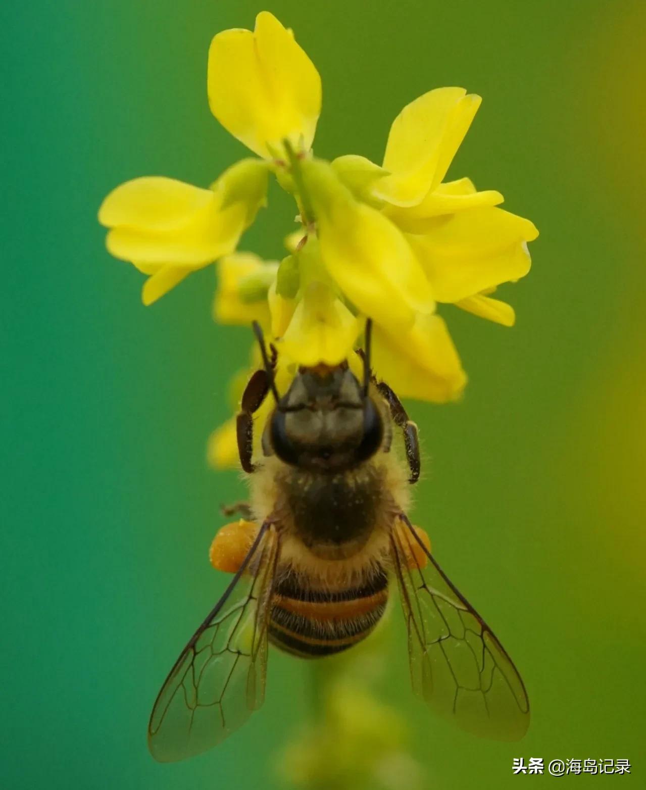 赞美蜜蜂的古诗或名言,哪些诗是赞美蜜蜂的