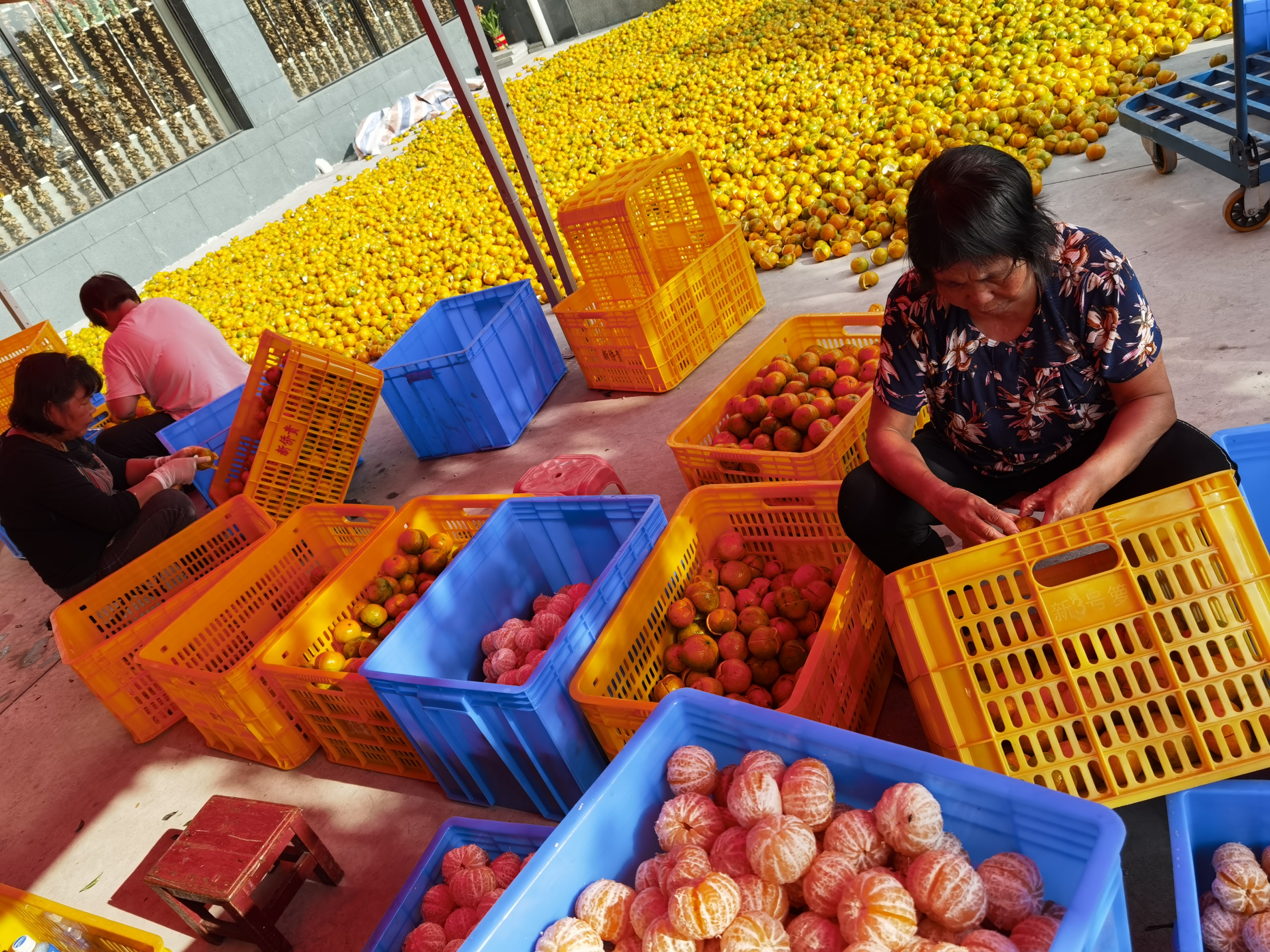 新会陈皮越陈越好的道理,新会陈皮为何不发霉