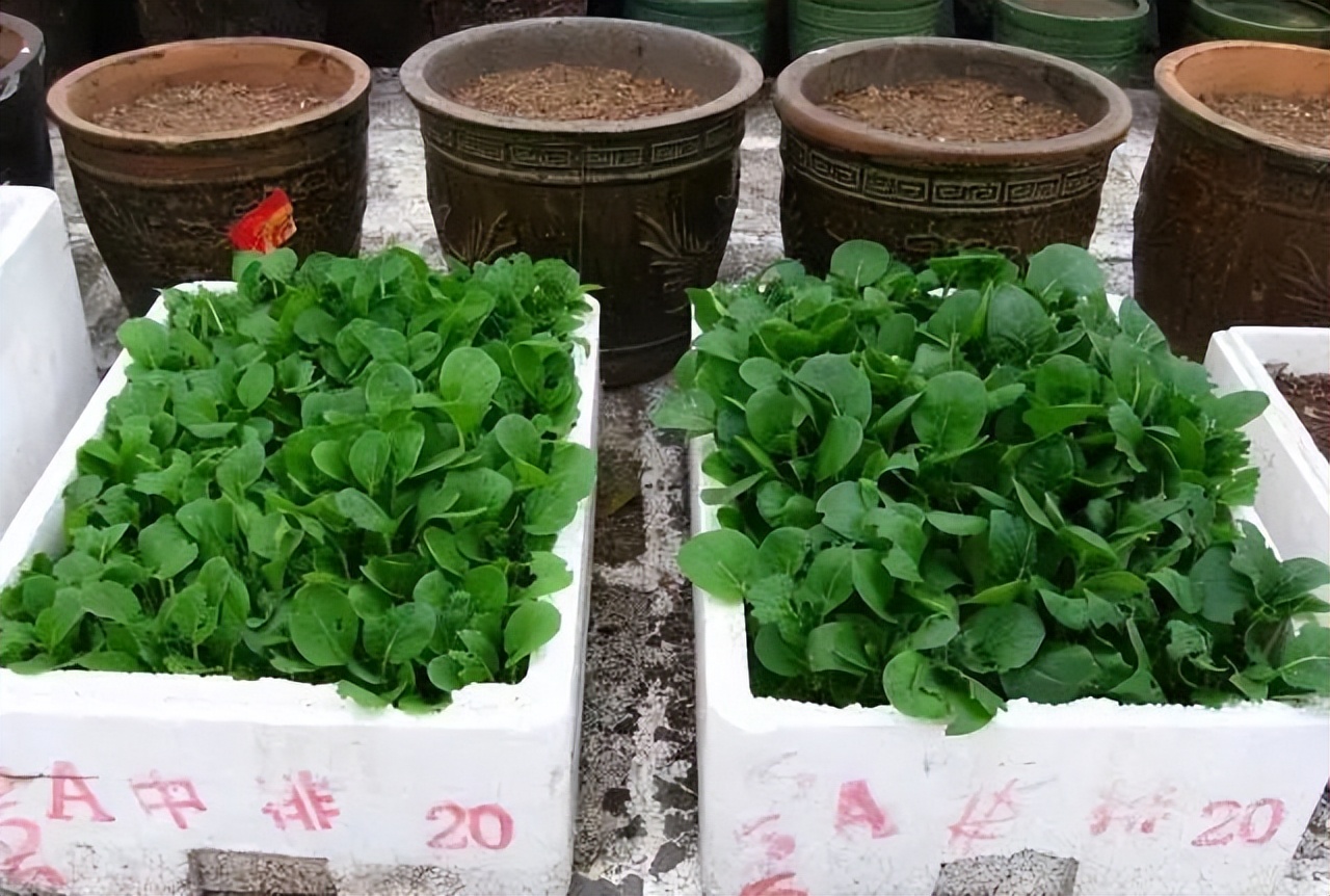 阳台种菜的方法和步骤,阳台种菜的技巧与方法