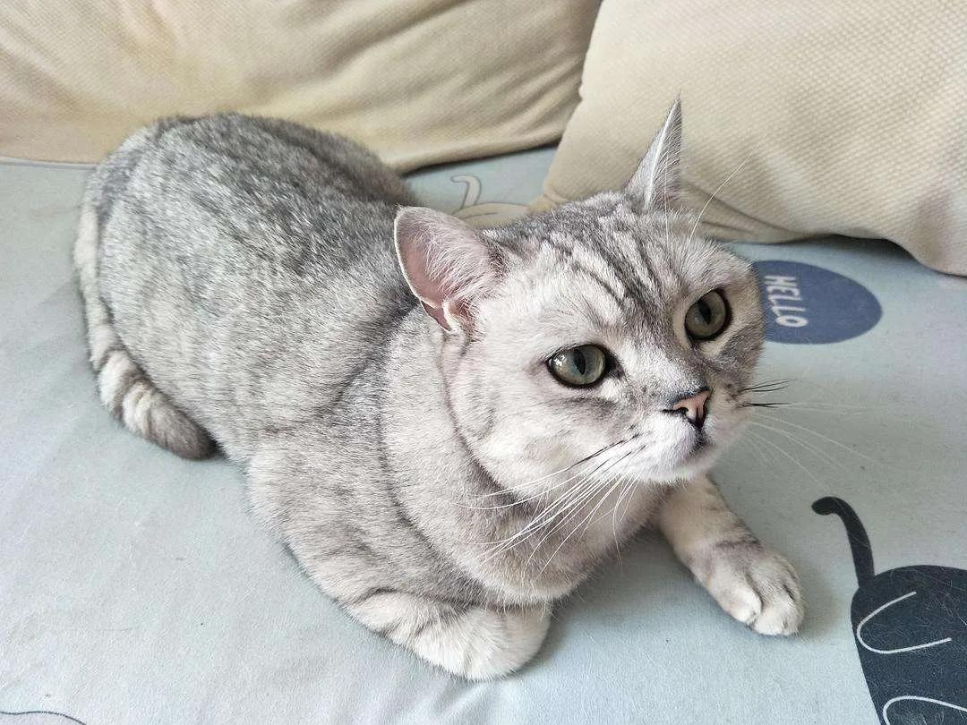 猫咪航空托运攻略,宠物航空托运猫咪怎么上厕所