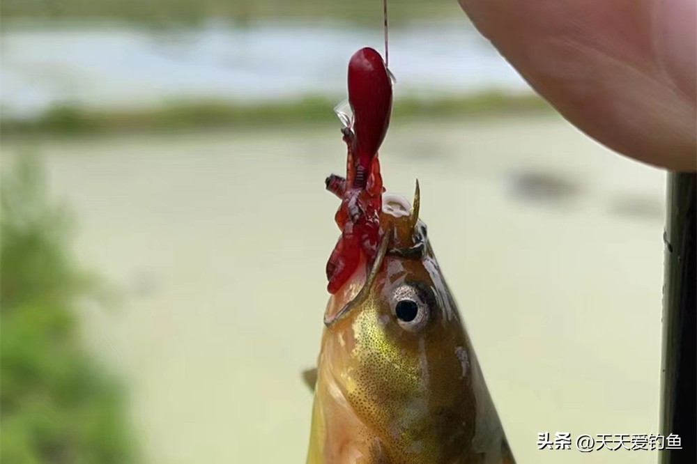 野钓黄颡的最佳钓法视频,夏天钓黄颡技巧全攻略