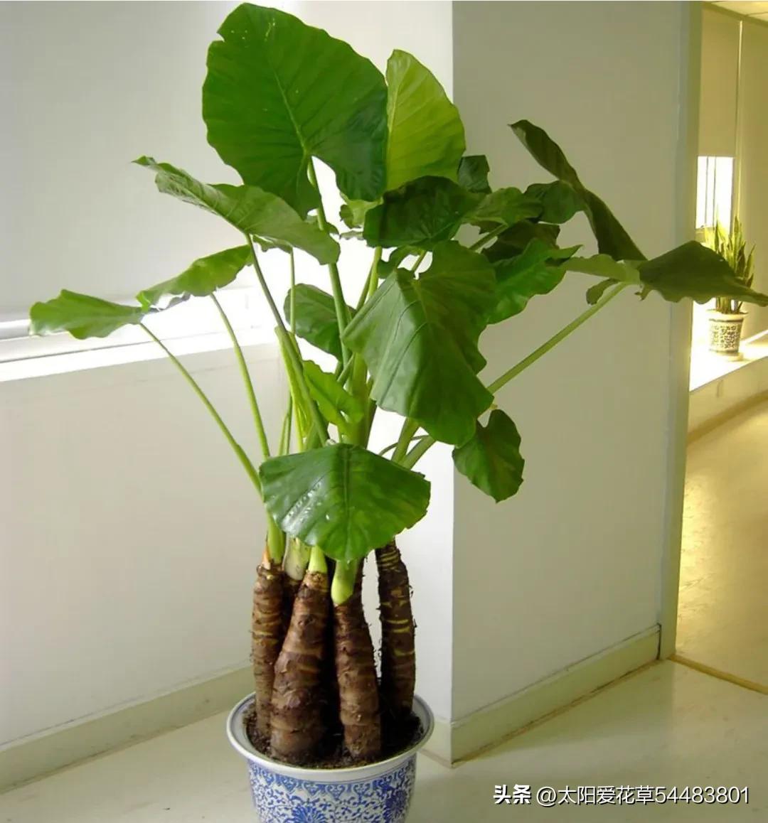 客厅常绿盆栽小型,适合室内养殖的大型常绿植物