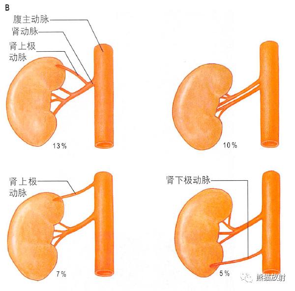 输尿管和髂血管解剖,脾胰解剖图