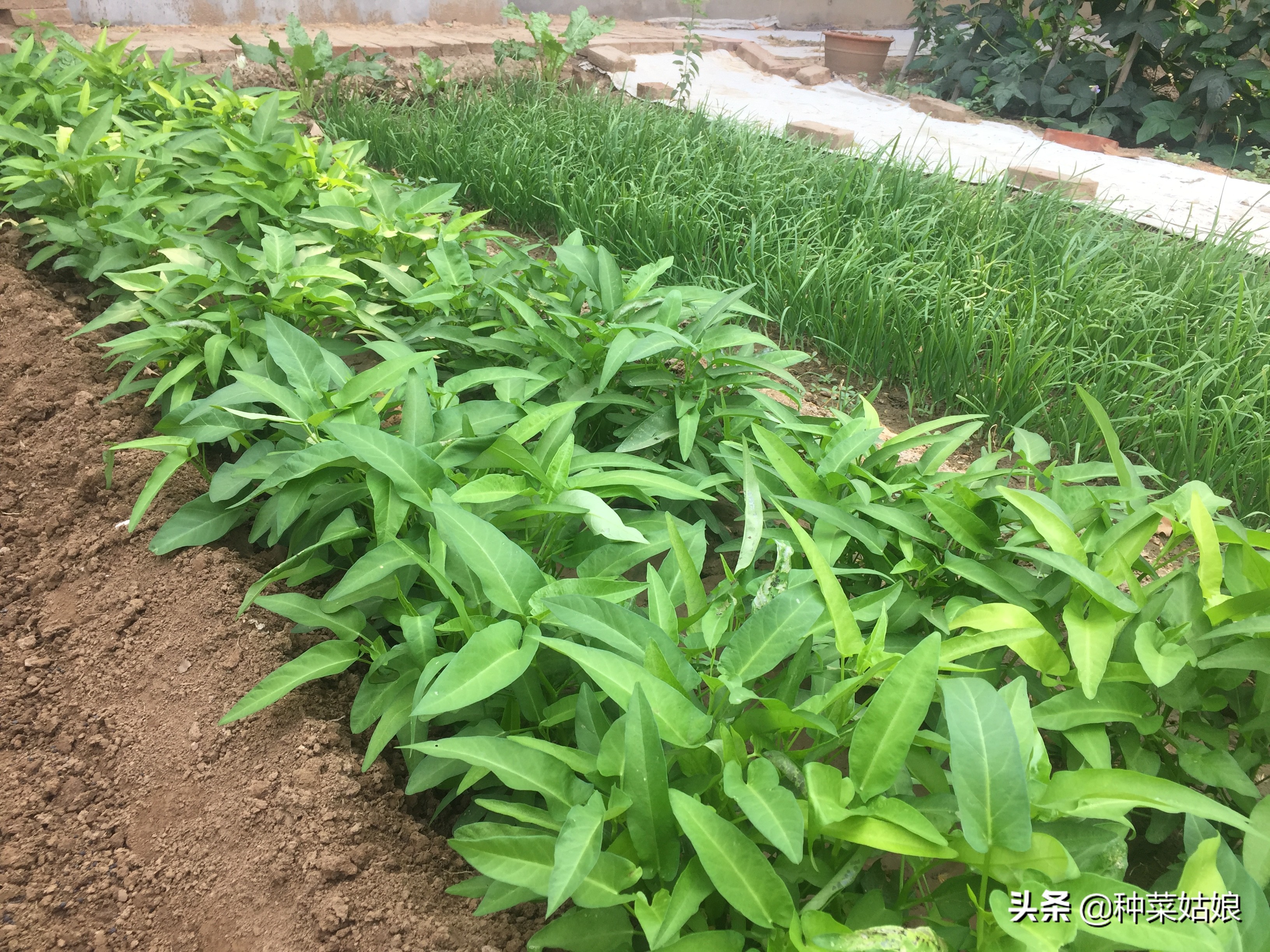 做好这几项新手种菜也能种得好,春天种菜要在芒种的时候种吗