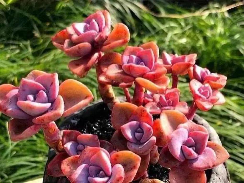 多肉彩虹糖和紫乐有啥区别,彩虹糖多肉和紫乐多肉的区别