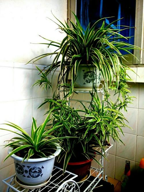 家里光照不足建议养这10种耐阴花,阴暗无光角落适合养什么花