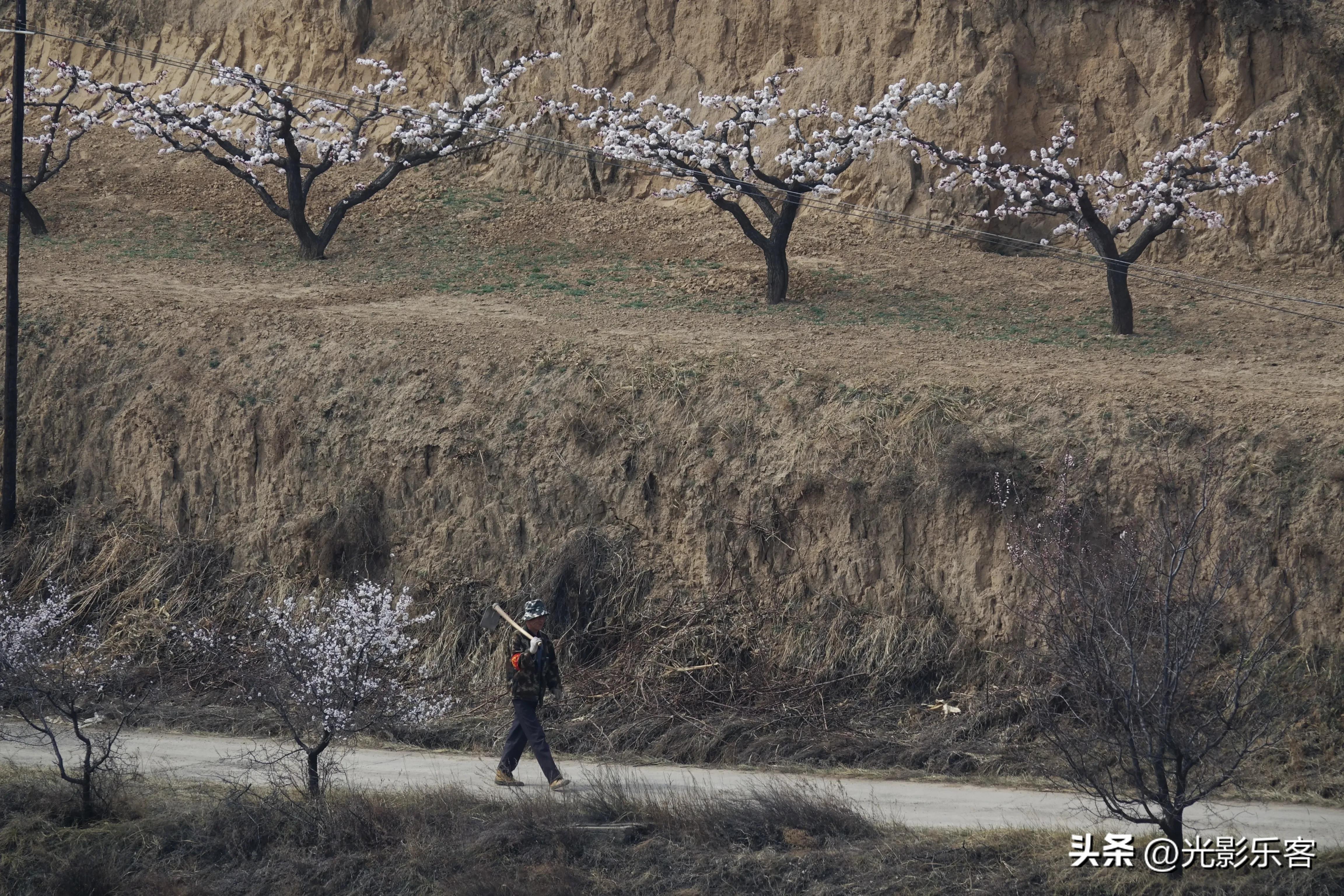 牧童遥指杏花村打一生肖,牧童遥指杏花村绘画