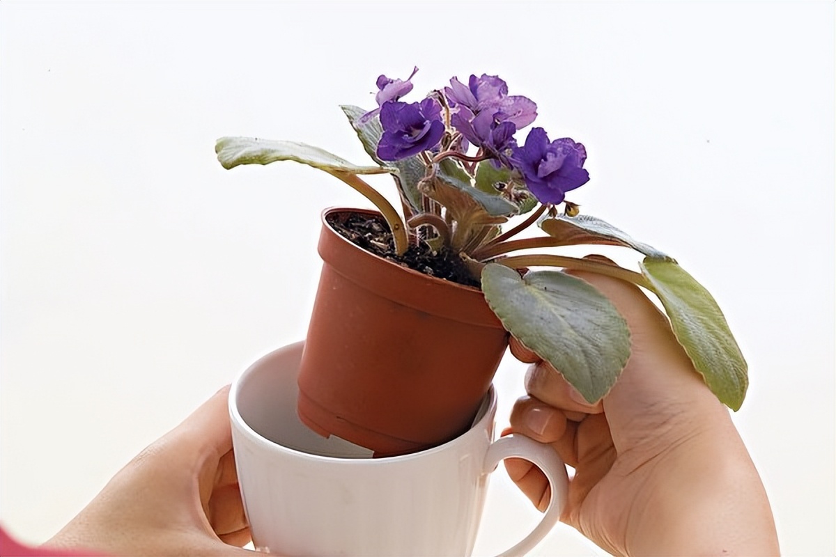 园艺达人教你在家种非洲蓳，全年花开不间断