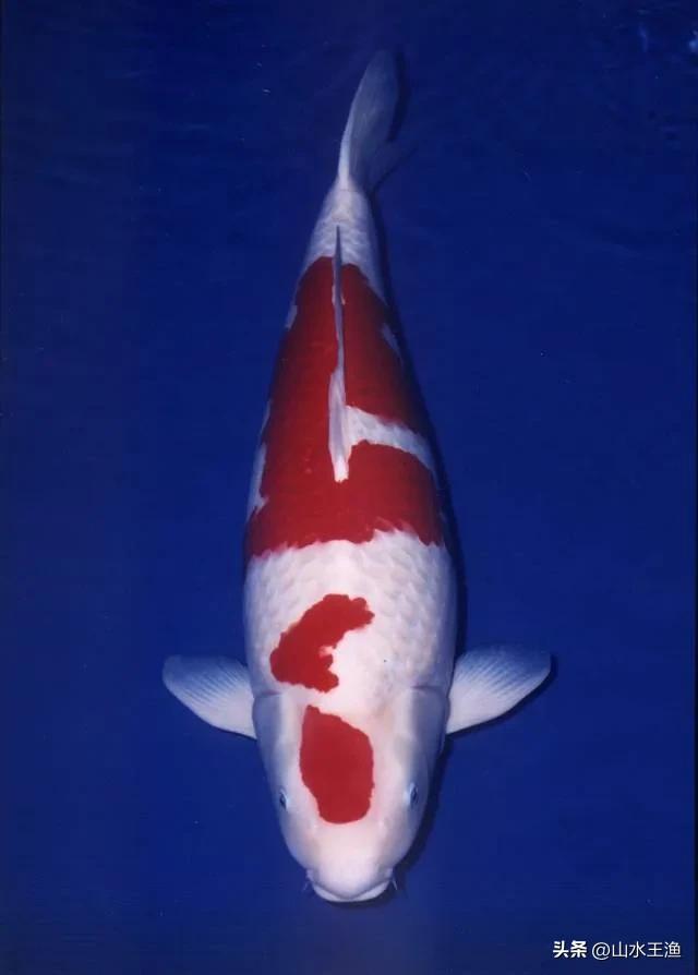 锦鲤1万一条的鱼,一条鱼千亿富翁