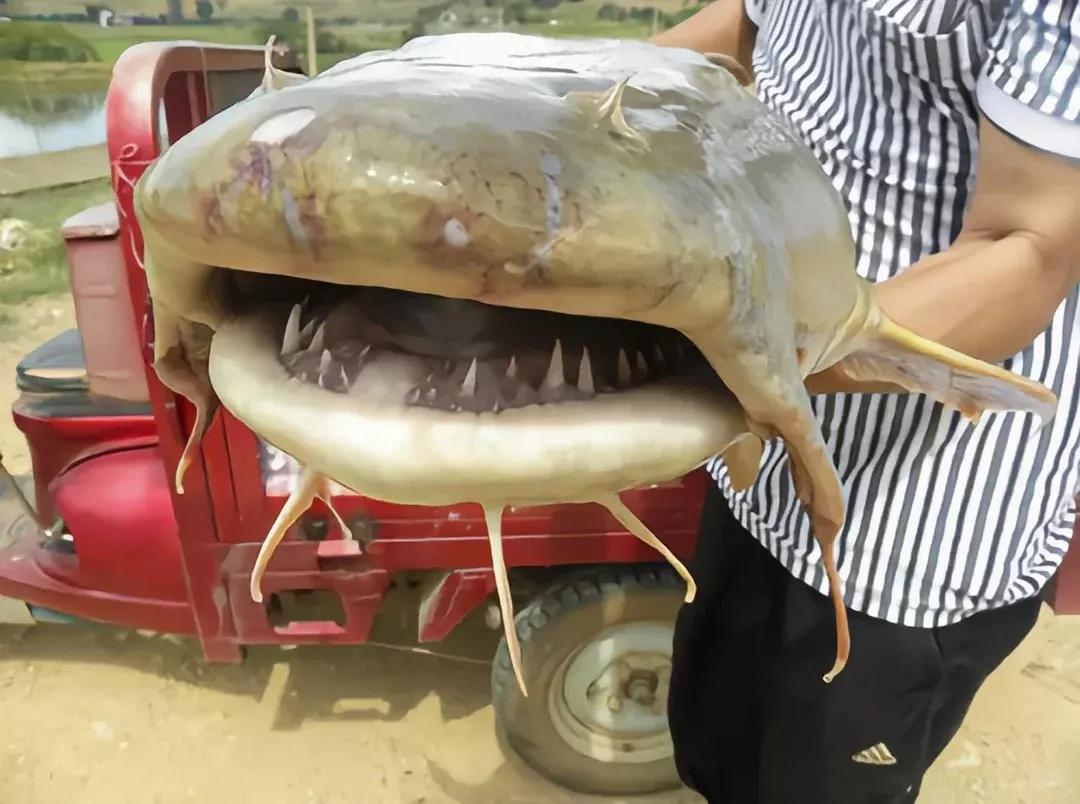 男子20万买一条半死不活的鱼,小伙花800元买一条蓝色大鱼