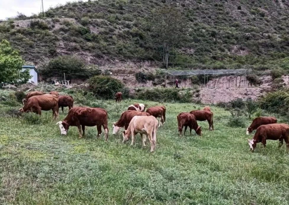 肉牛养殖业助力乡村振兴,肉牛养殖政策扶持致富带头人