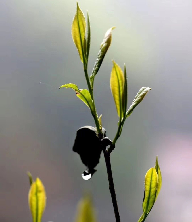 喝茶的内心独白,喝茶的心思