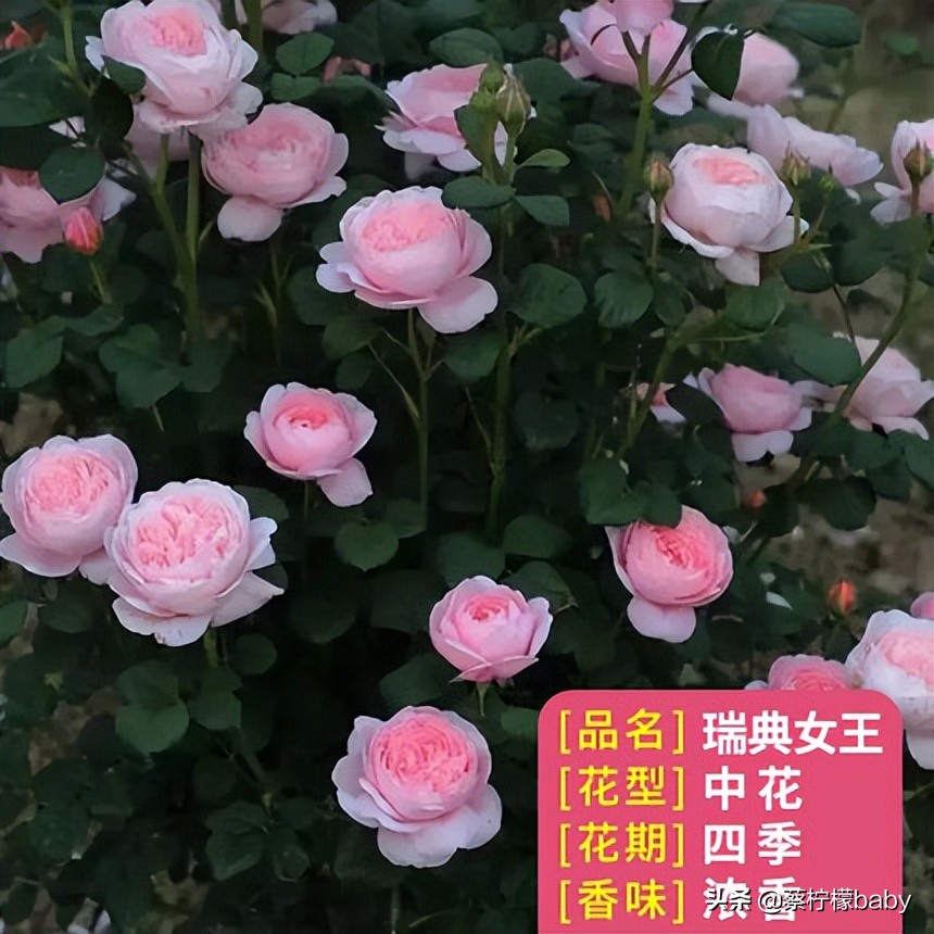 路边的蔷薇花是什么品种,哪个品种蔷薇花最好看最香