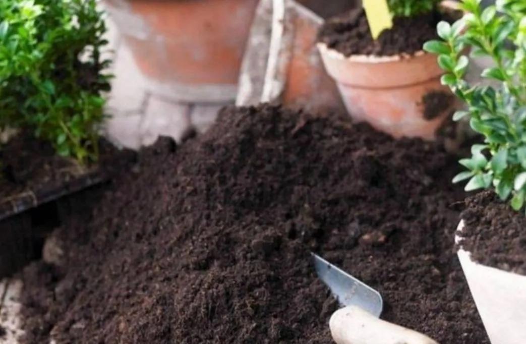 一招解决土壤板结的烦恼,多肉土壤板结发硬怎么办