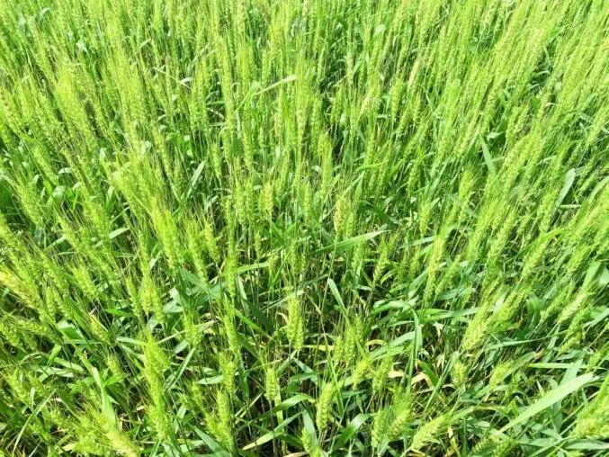 记者采访农民收入多少,小麦1500一亩收购源头