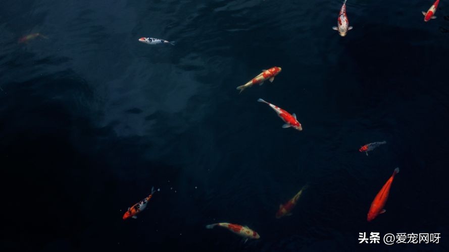 锦鲤的饲养知识有哪些呢,锦鲤是长尾贵还是短尾贵