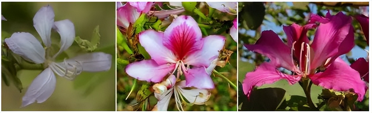 南方人爱不够的紫荆花，北方人懵了：“这哪儿是紫荆花啊？”