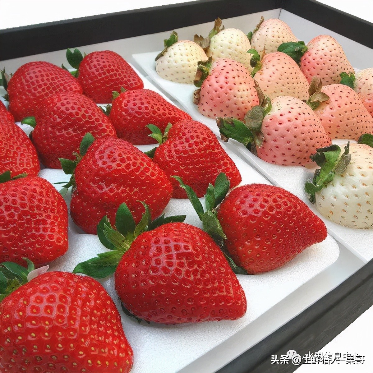 在水果中浆果是分哪几种,水果分类浆果