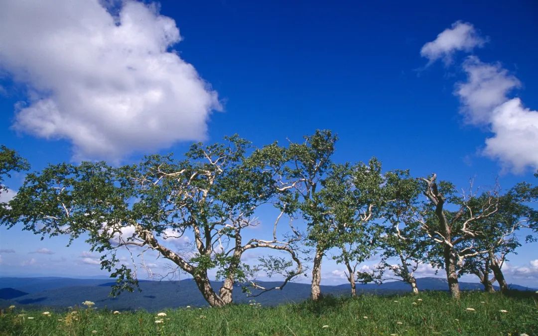 凤凰山旅游景区门票优惠政策最新,凤凰山景区2022年五一优惠政策