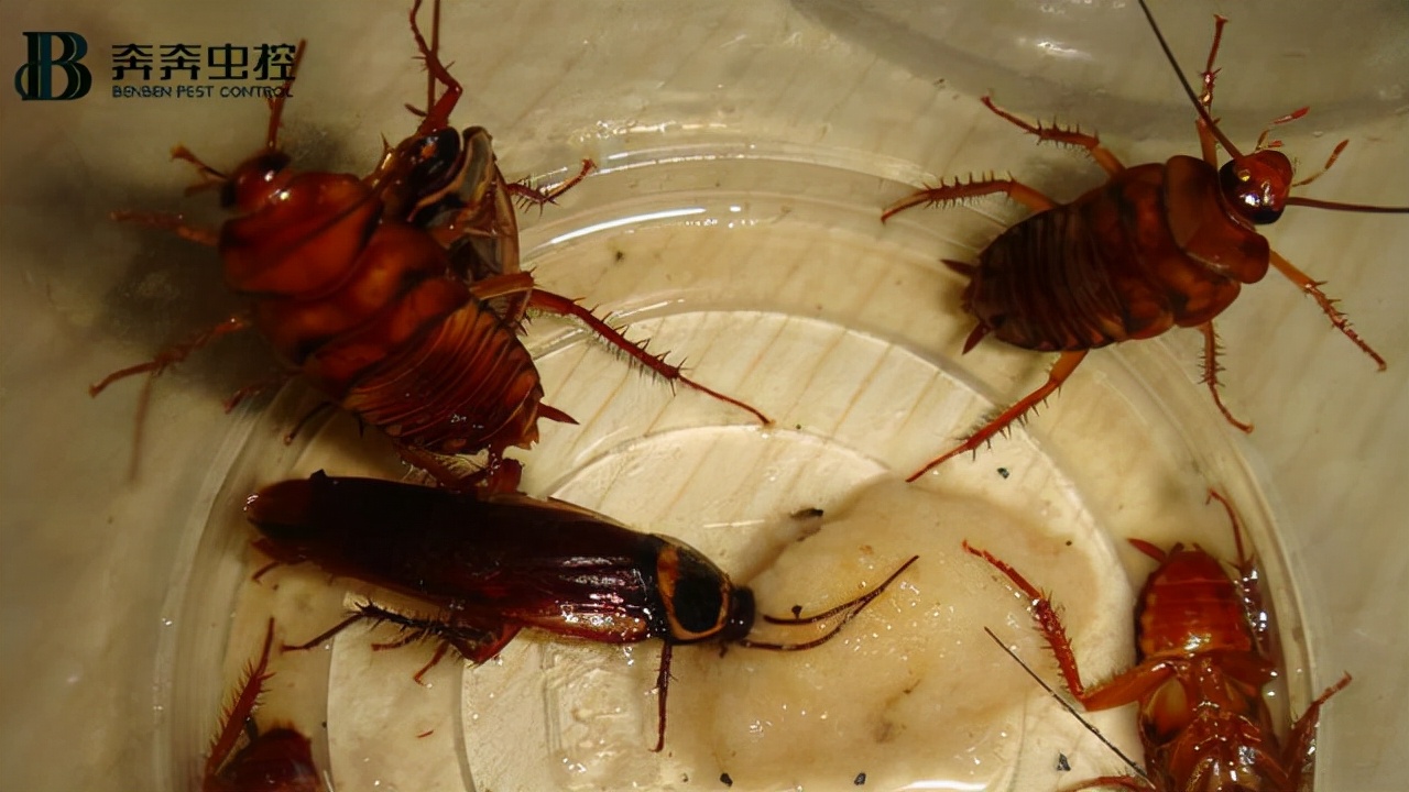 姝︽眽铏帶鏈嶅姟鍏徃,闀挎矙楣伴毤铏帶鍏徃