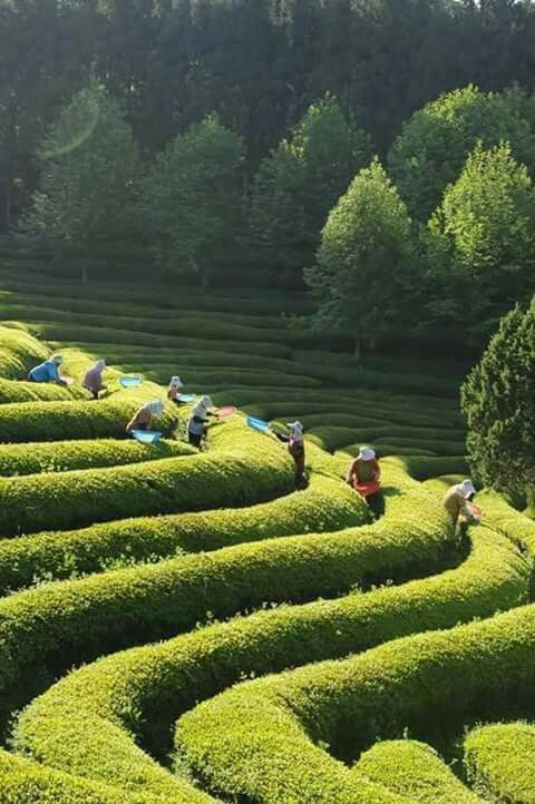 海南的茶叶和咖啡,海南的茶叫什么