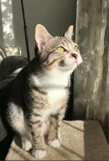 这些猫咪较为“短命”，陪你不过9年就下车了