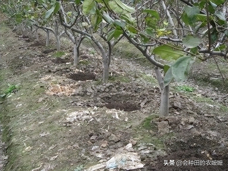 梨树种植注意5点产量高收益好,梨树果实膨大期施啥肥料最好杀菌