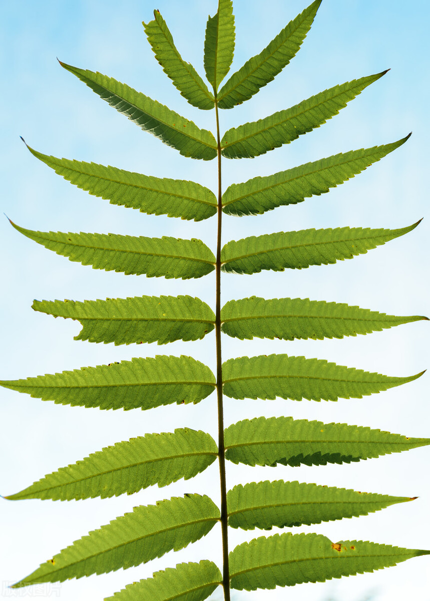 臭椿树和香椿树能串味吗,臭椿与香椿能吃吗