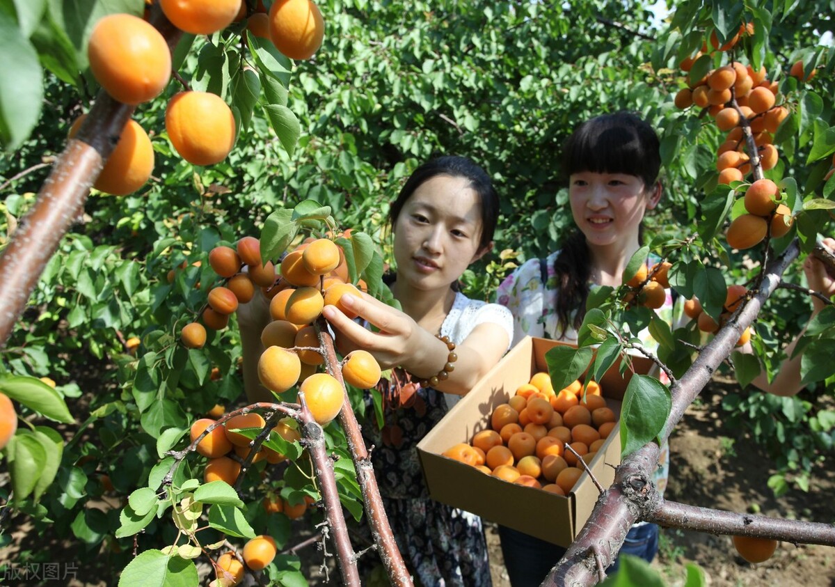 大学生就业是选择农村还是城市,为什么现在大学毕业都到农村发展