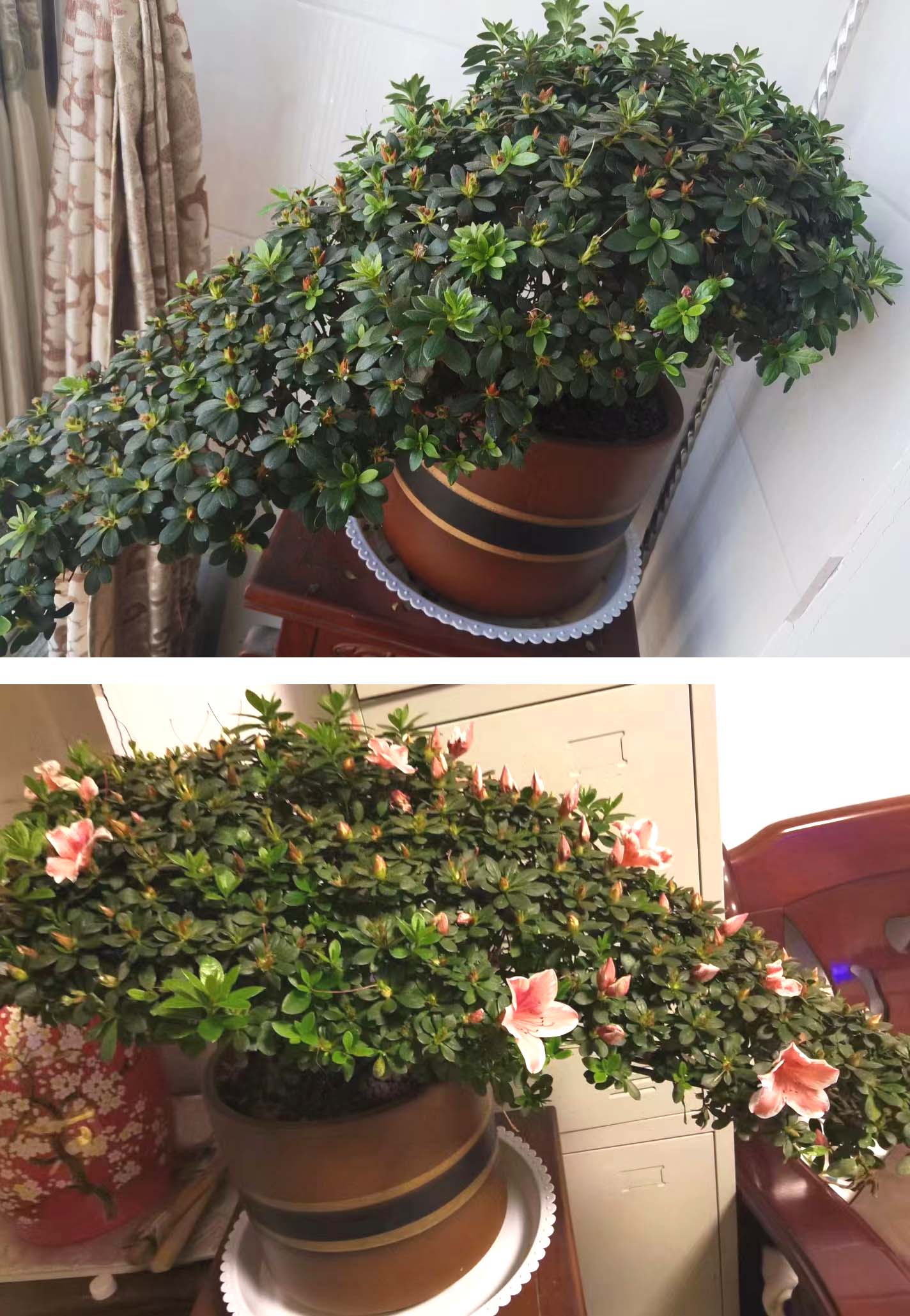 风云四季无余乐，一片痴情寄绿园，哪些往事让养花大叔最常追忆？