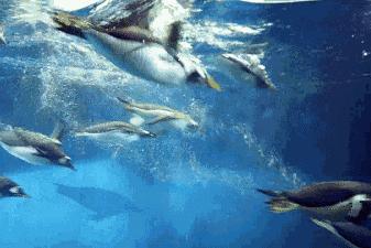 厦门冰雪游乐园时间2020,福建厦门冰雪大世界