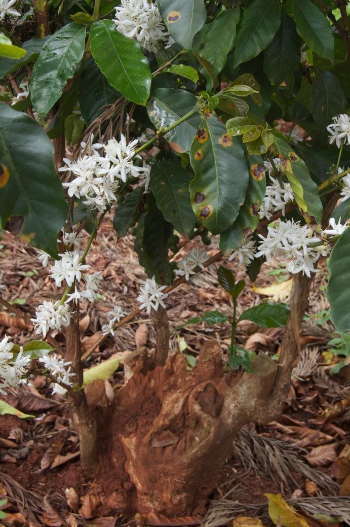 品种｜朝见波旁王朝