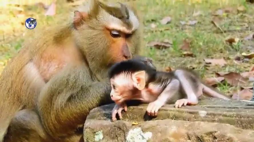 母猴打死猴宝宝,母猴暴打猴子幼崽