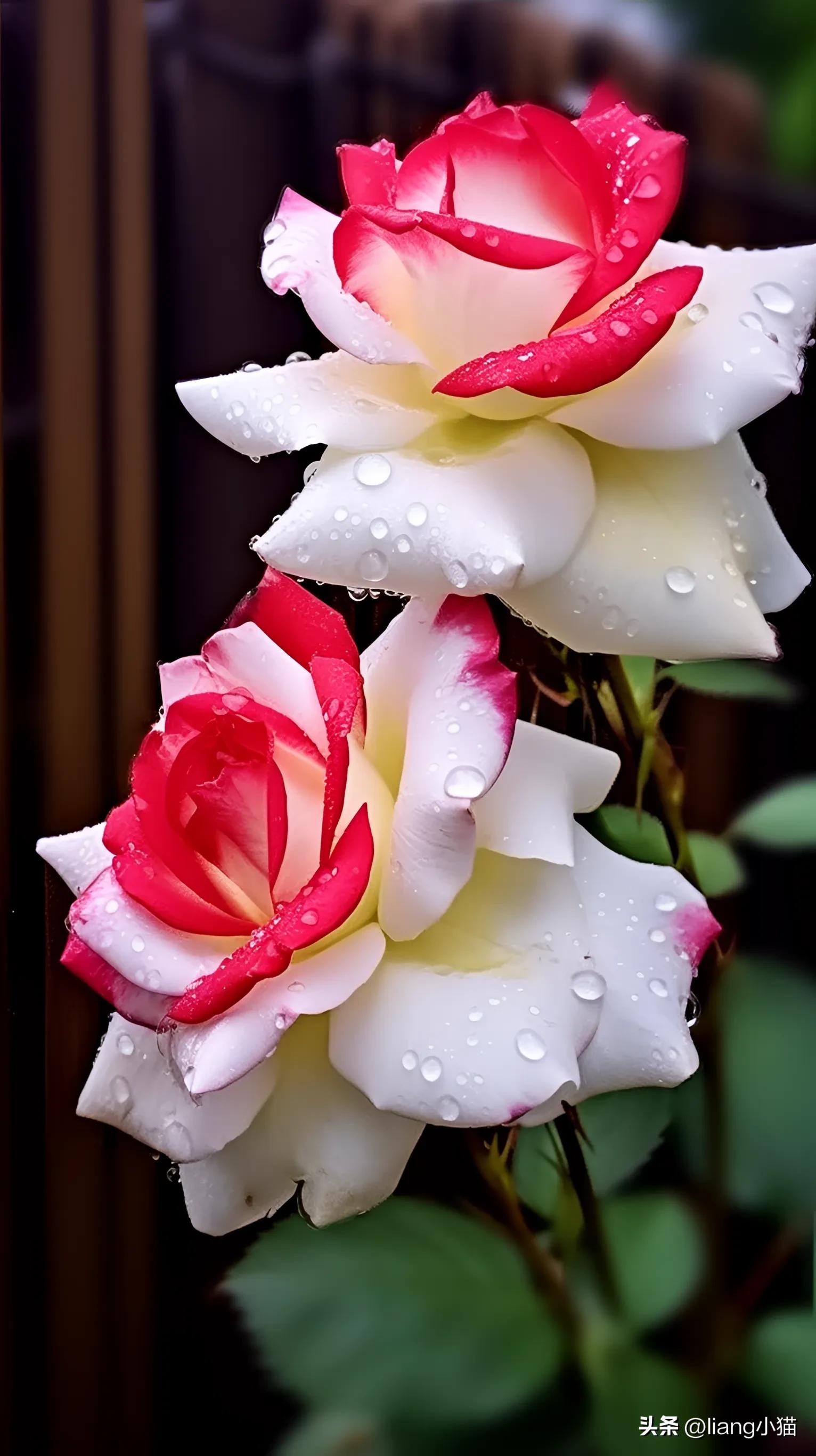 最漂亮玫瑰花带花苞的图片,浅紫色的好看的花