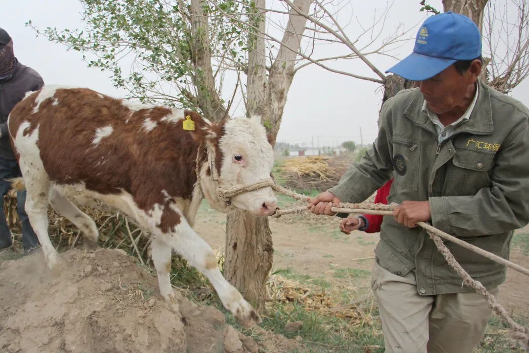 高台县黑泉镇：肥牛敲响“致富门”